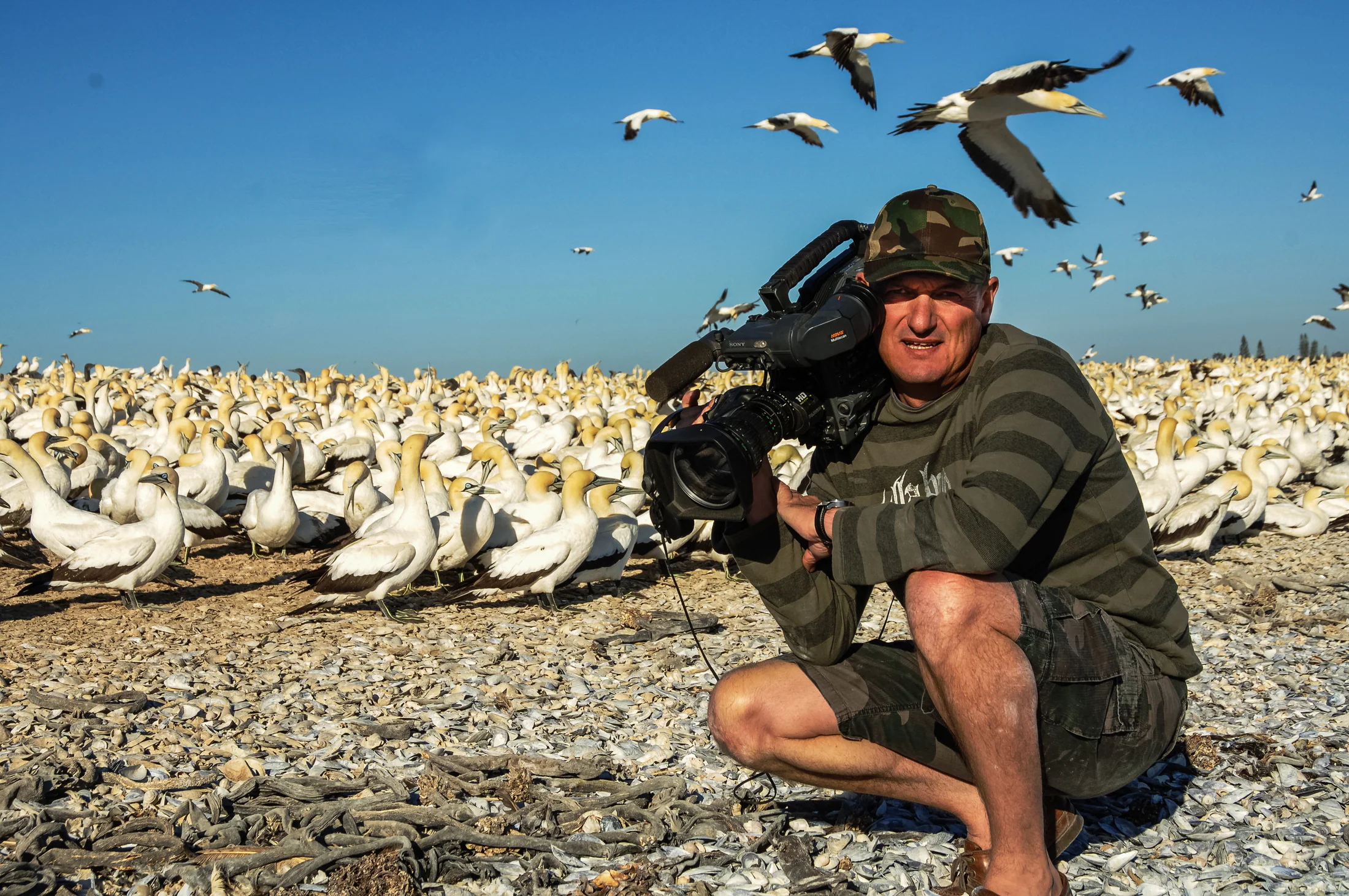 Camera operator filming among a Cape gannet colony
