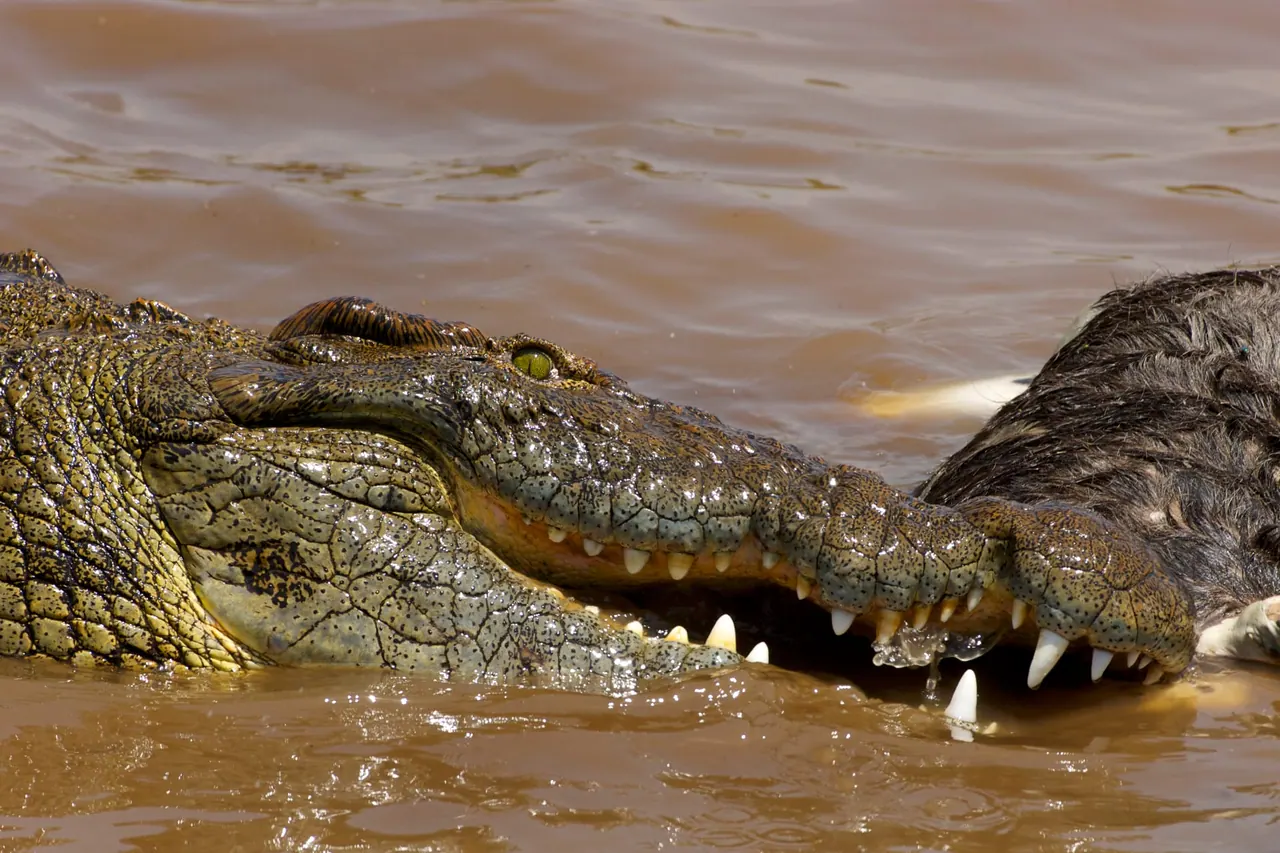 Nile crocodile in the wild