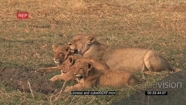 Lioness and cubs resting together in the wild