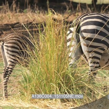 A136C004_151105NE.mov