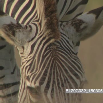 B129C032_150305AK.mov