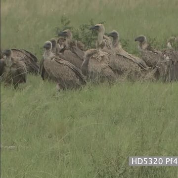 HD5320 Pf460_8.16.56.01.mov