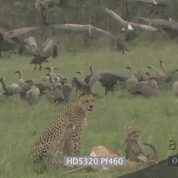 HD5320 Pf460_8.21.03.13.mov