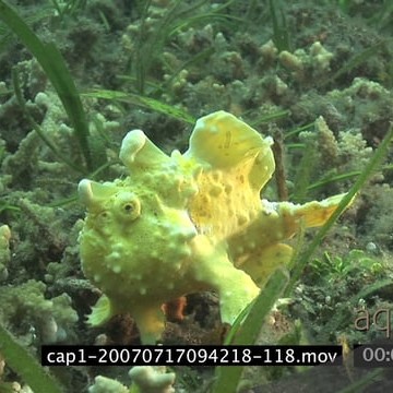 cap1-20070717094218-118.mov