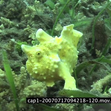 cap1-20070717094218-120.mov