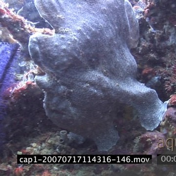 cap1-20070717114316-146.mov