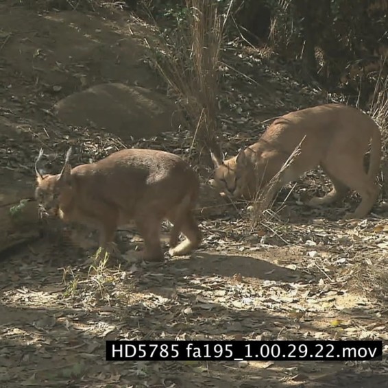 HD5785 fa195_1.00.29.22.mov