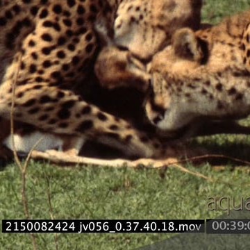 2150082424 jv056_0.37.40.18