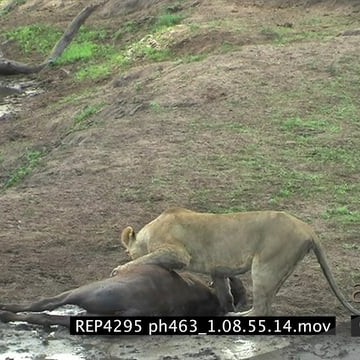 REP4295 ph463_1.08.55.14