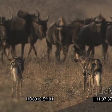 HD3012 Sf191_11.06.54.12