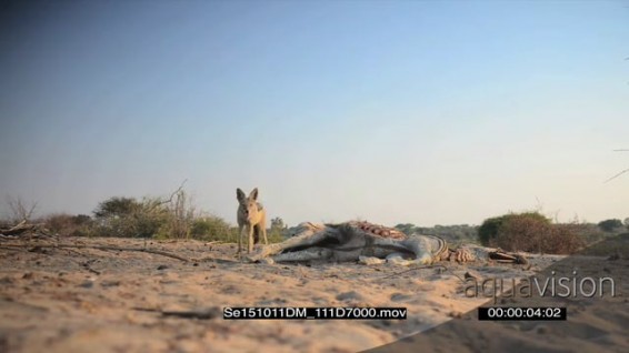 Se151011DM_111D7000.mov