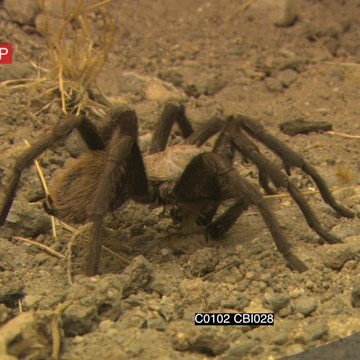 C0102 CBI028_5.42.02.05.mov