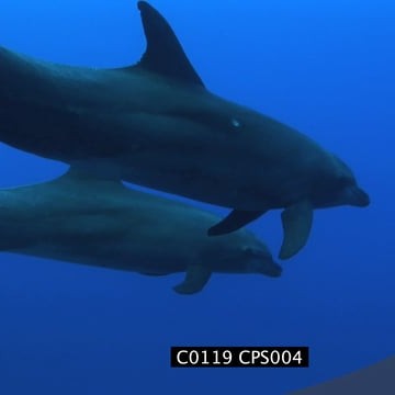 C0119 CPS004_1.23.24.17.mov