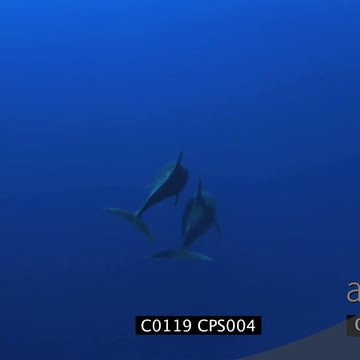 C0119 CPS004_1.27.32.11.mov