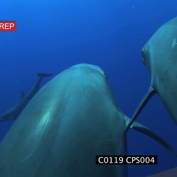 C0119 CPS004_1.20.50.12.mov