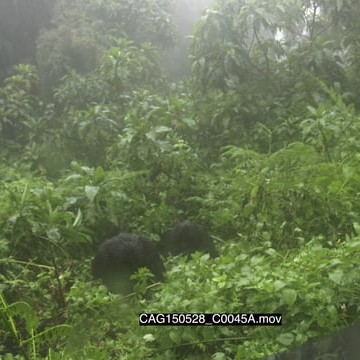 CAG150528_C0045A.mov