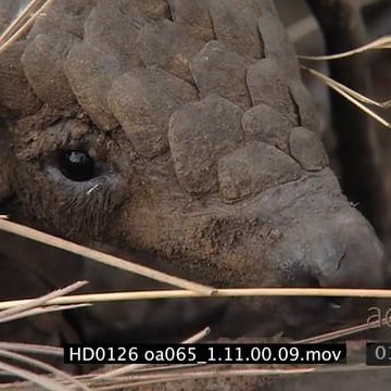 HD0126 oa065_1.11.00.09.mov