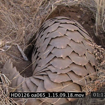 HD0126 oa065_1.15.09.18.mov