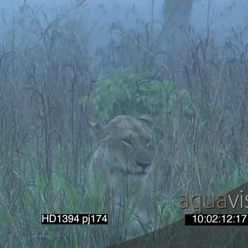 HD1394 pj174_10.01.00.00