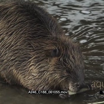 A246_C188_061055.mov