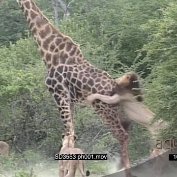 SD3553 ph001_10.22.13.10