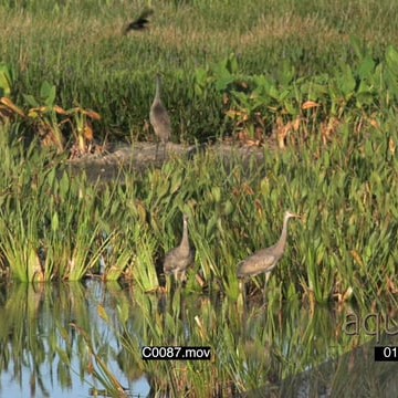 C0087.mov