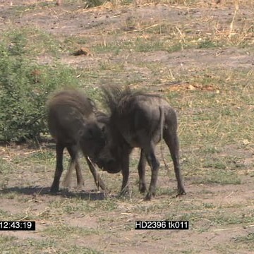 HD2394 tk009_9.33.41.04.mov