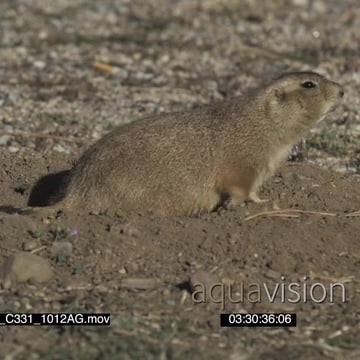 A275_C331_1012AG.mov