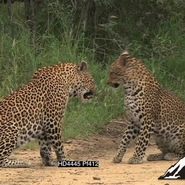 HD4445 Pf412_5.07.04.03.mov