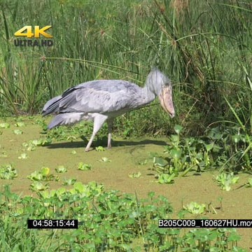 B205C009_160627HU.mov