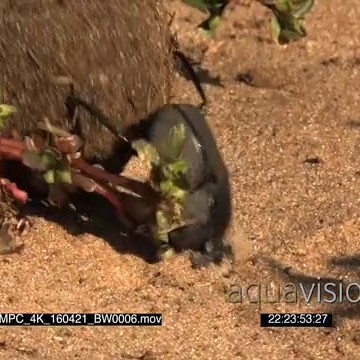 BMPC_4K_160421_BW0006.mov