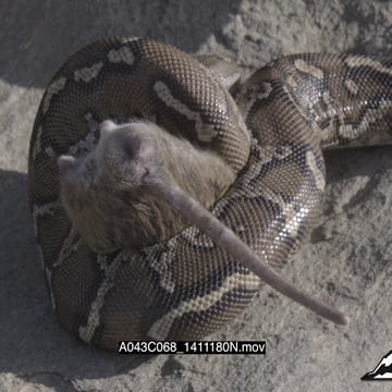 A043C068_1411180N.mov