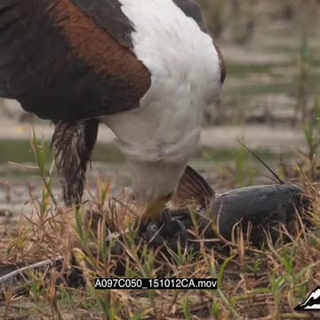 A097C050_151012CA.mov