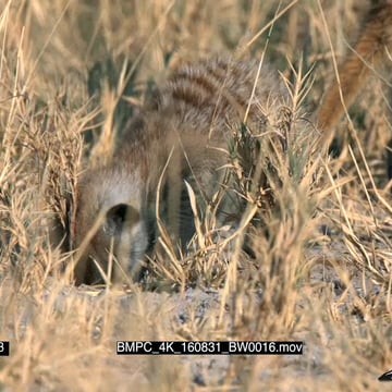 BMPC_4K_160831_BW0016.mov