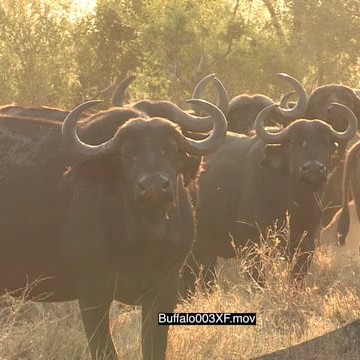 Buffalo003XF.mov
