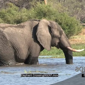 Elephant Crossing002XF.mov