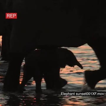 Elephant sunset001XF.mov