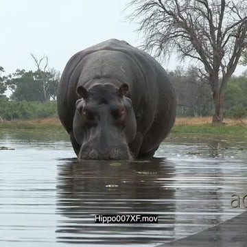 Hippo007XF.mov
