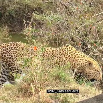 CCC140207_KF0707148.mov