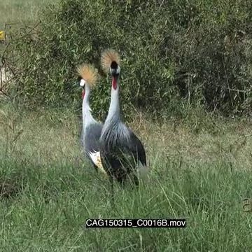 CAG150315_C0016B.mov