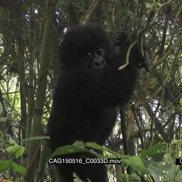 CAG150516_C0033D.mov