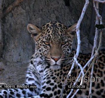 BMPC_4K_160915_BW0021.mov