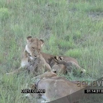 C0212 CDP001_1.14.17.02.mov