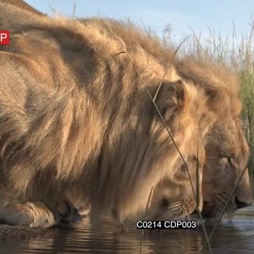 C0214 CDP003_3.33.17.16.mov