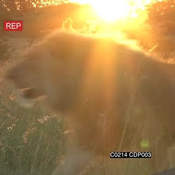 C0214 CDP003_3.35.07.16.mov