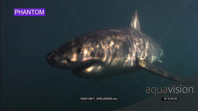 hb20110817_SAEL220558.mov