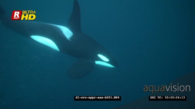 d1-orc-appr-aaa-b001.mov