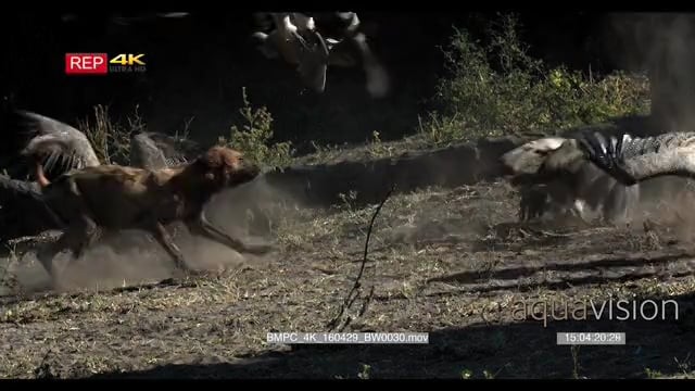 BMPC_4K_160429_BW0030.mov