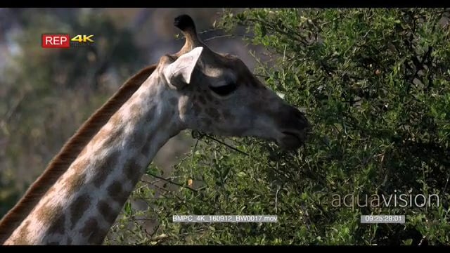 BMPC_4K_160912_BW0017.mov