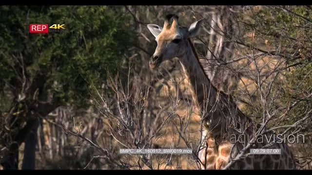 BMPC_4K_160912_BW0019.mov